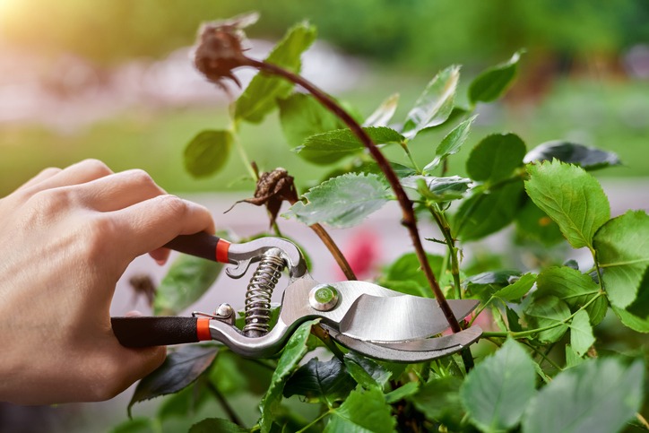 A person uses pruning shears to cut a rose stem in a garden setting. The background is blurred and lush with greenery.