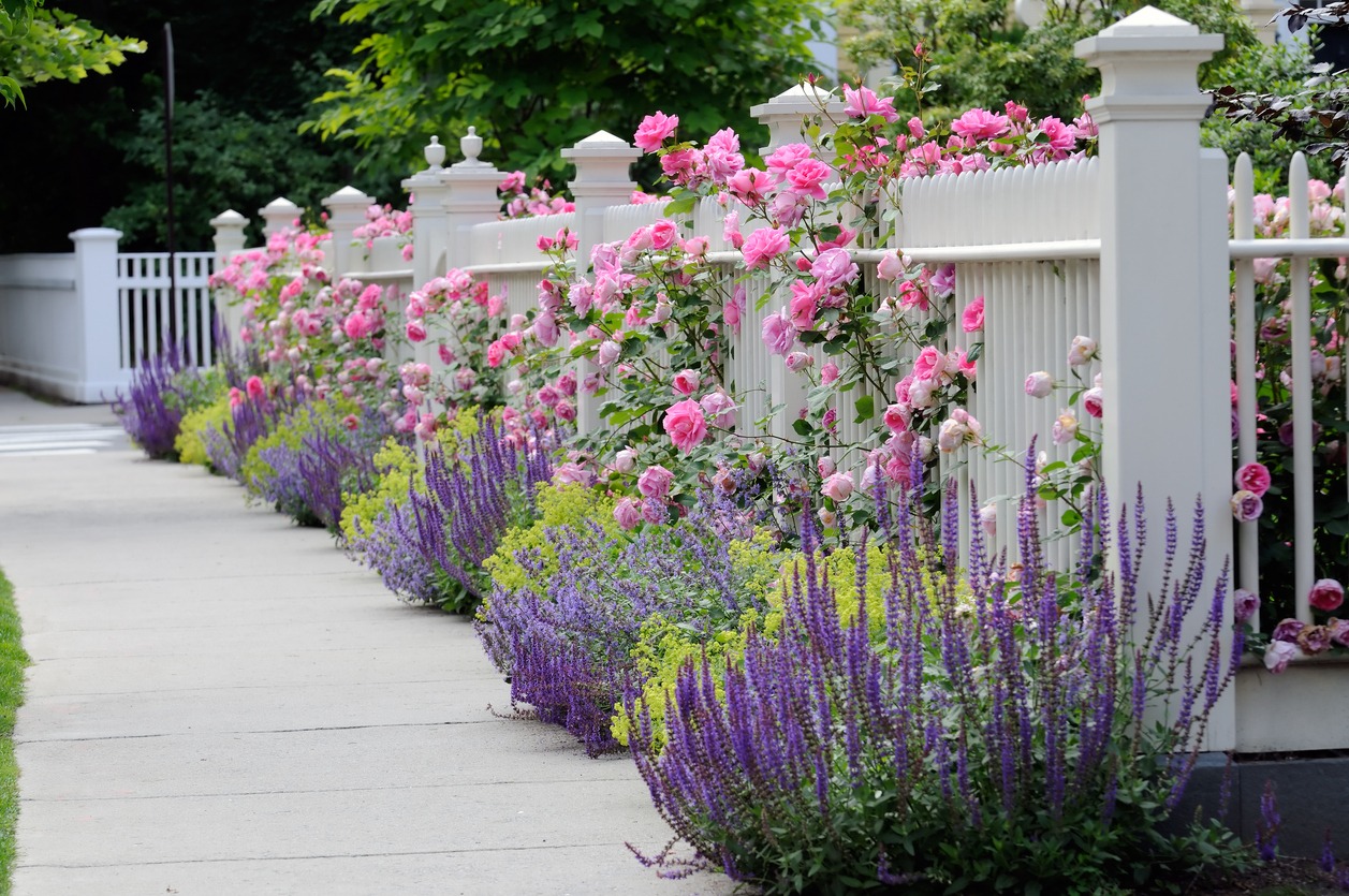 White picket fence adorned with vibrant pink roses and purple flowers, lining a peaceful sidewalk. Lush green trees provide a natural backdrop.